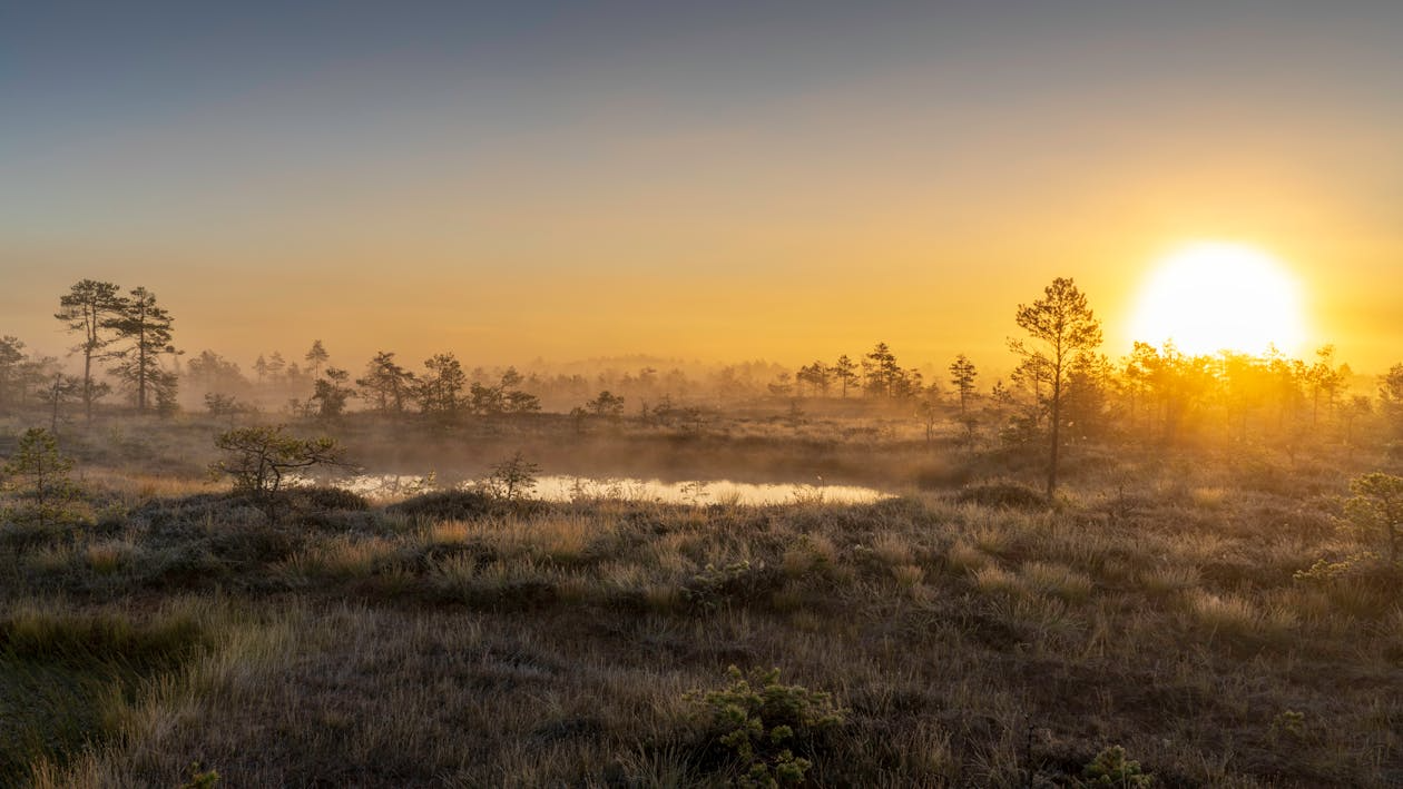 Misty peatland and trees at sunrise